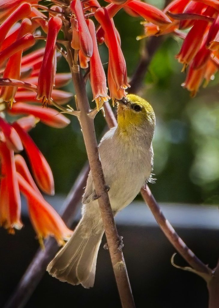 Nature photo, verdin feeding on a soap aloe flower, Las Cruces, New Mexico