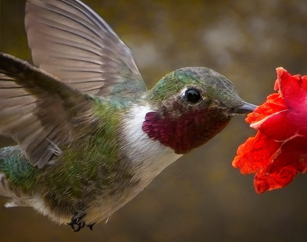 Nature photo, close-up of broad-tailed hummingbird, Organ Mountains-Desert Peaks National Monument, New Mexico