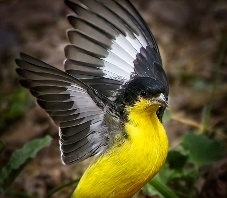 Olympus micro four-thirds photos, Spingarn bird photography, Spingarn nature photography, lesser goldfinch image, goldfinch spreading its wings, yellow bird photography, photography of birds in flight, Organ Mountains-Desert Peaks National Monument, New Mexico