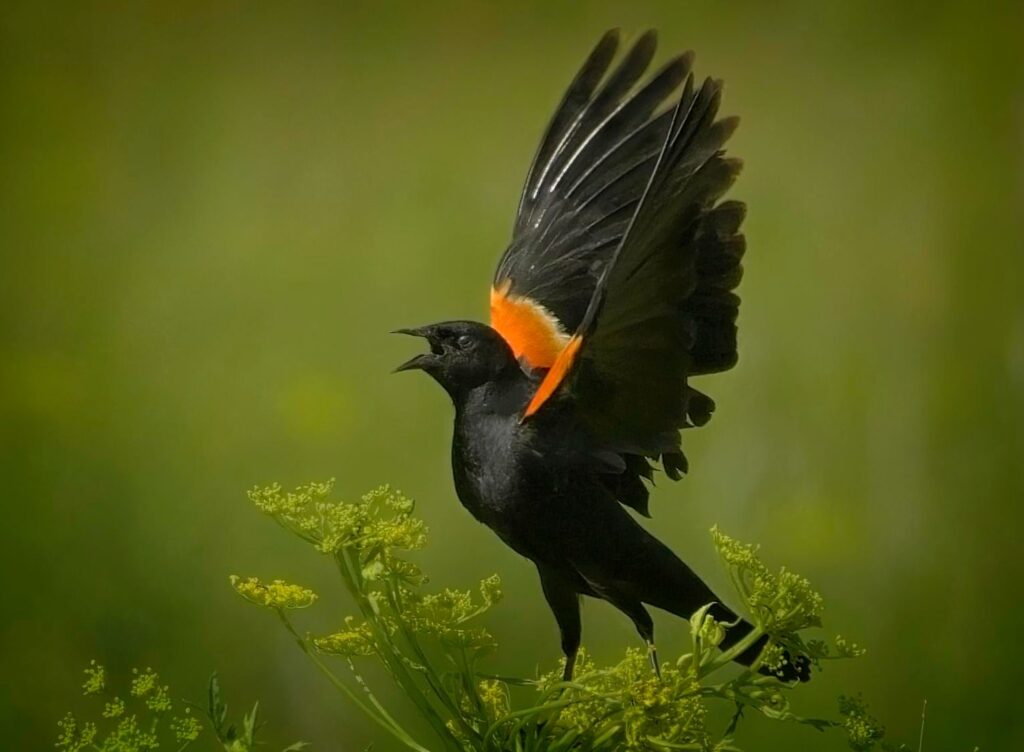 Red-winged blackbird in flight, Winona, Minnesota