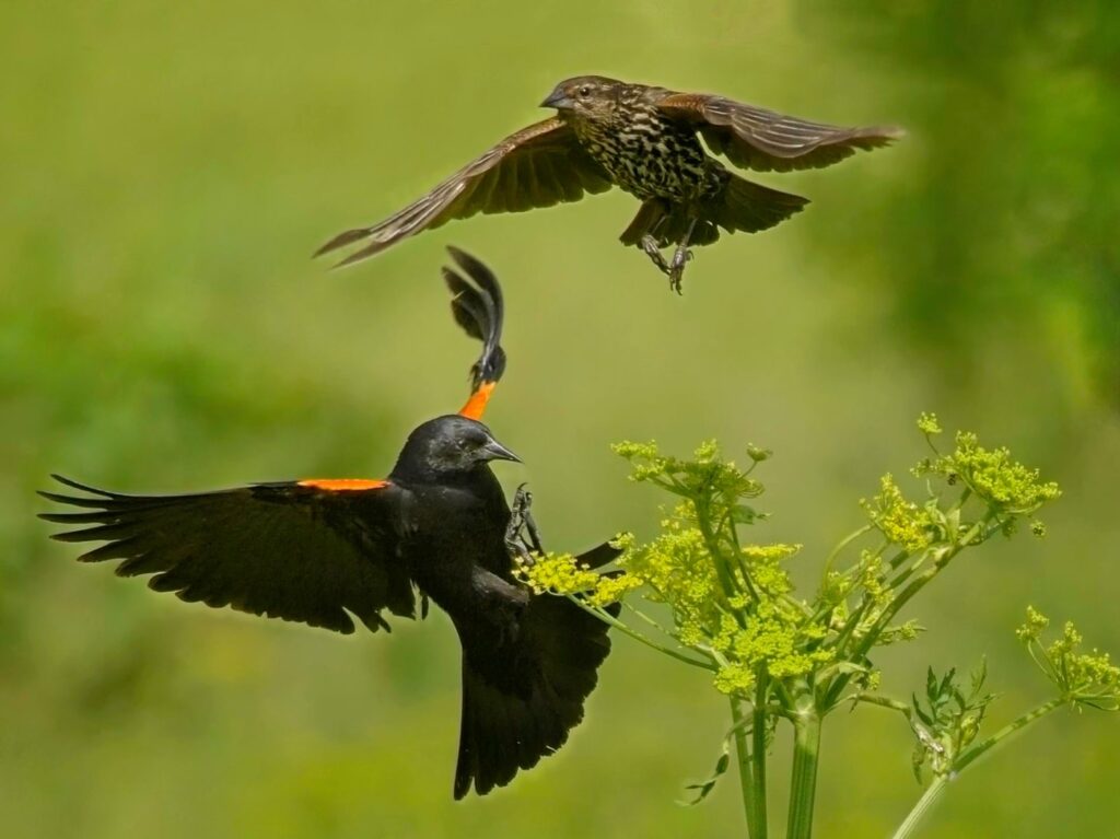 Nature photo, red-winged blackbirds in flight, Winona, Minnesota