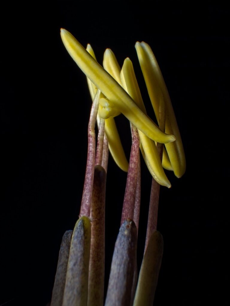 Macro Anthers emerging from agave bud, macro, Las Cruces, New Mexico