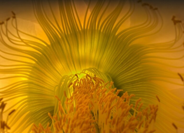 Inside an Argentine Giant cactus flower, backlit, Las Cruces, New Mexico