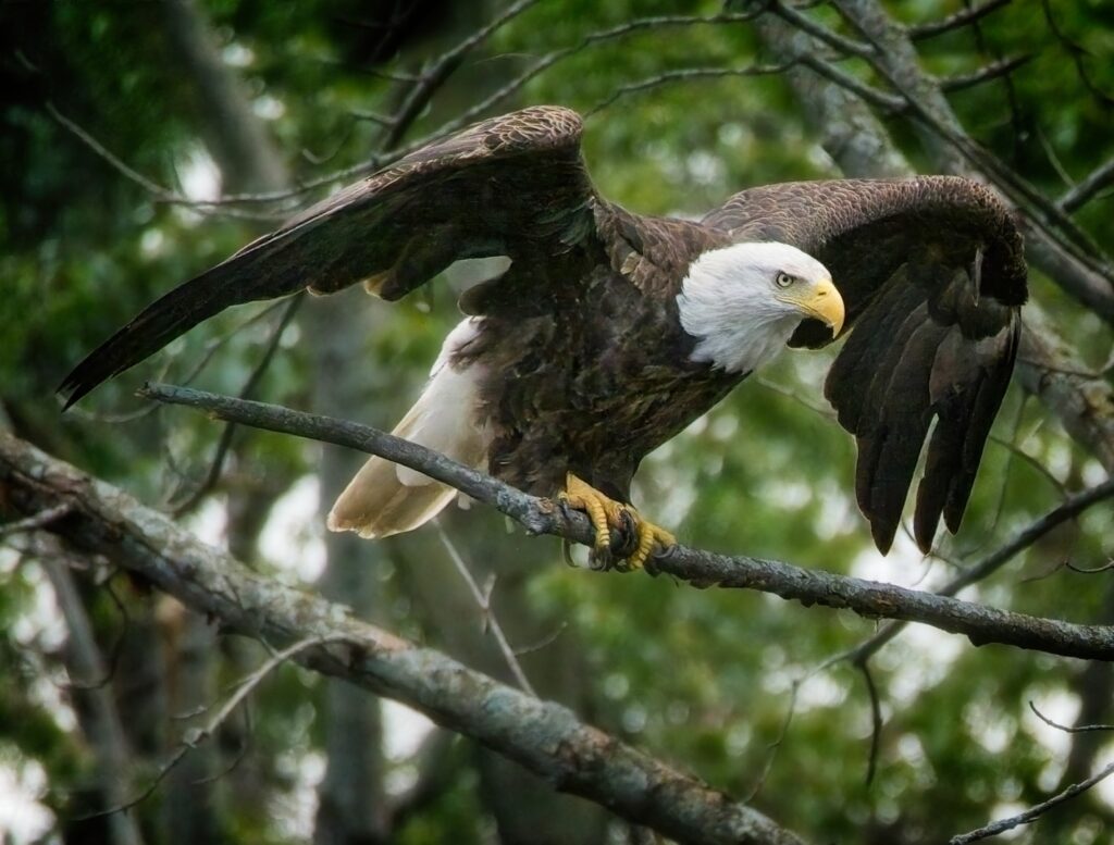 Nature photo, bald eagle poised for takeoff along the Mississippi River at Winona, Minnesota, 2023.