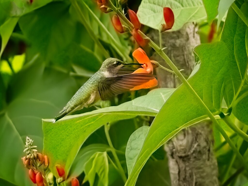Olympus micro four-thirds photos, Spingarn bird photography, Spingarn nature photography, hummingbird image, hummingbird in flight, hummingbird feeding at scarlet runner blossoms, female ruby-throated hummingbird, Bay of Fundy, New Brunswick, Canada
