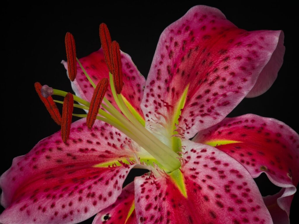 Stargazer lily macro, River Falls, Wisconsin