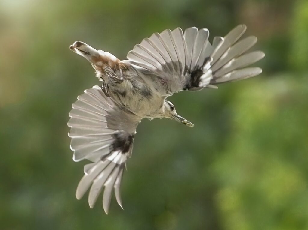 Nature photo, nuthatch bird in flight, Winona, Minnesota