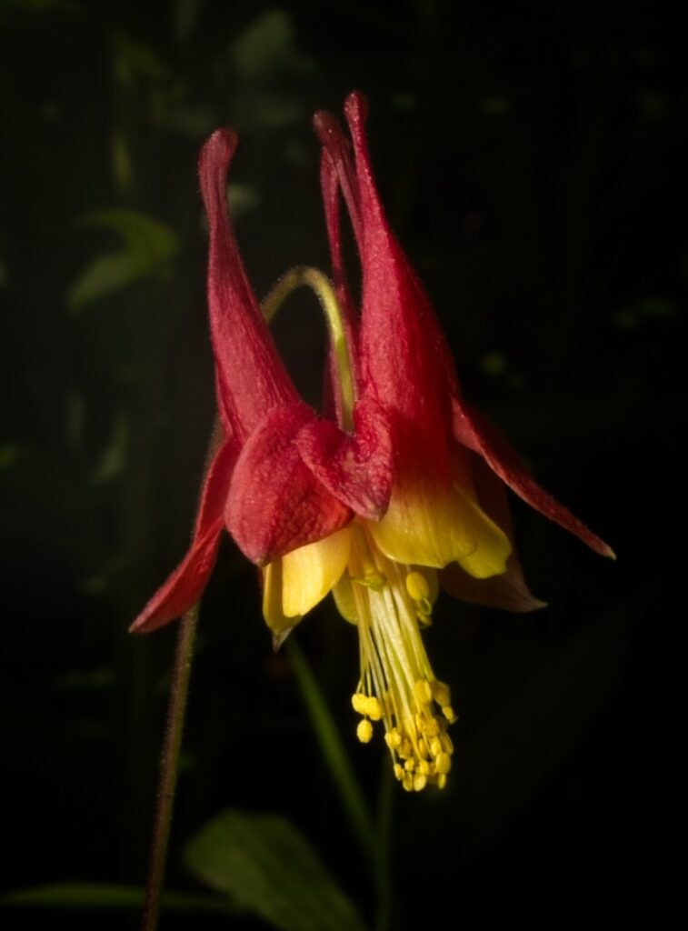 One wild columbine, Winona, Minnesota