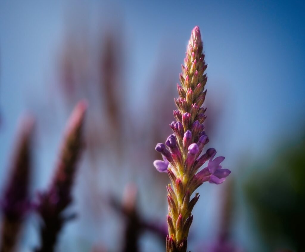 Blue vervain, barely opened, Winona, Minnesota