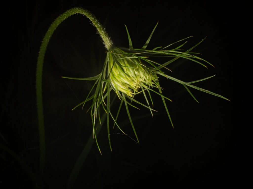 Queen Anne's Lace unopened bud, Winona, Minnesota