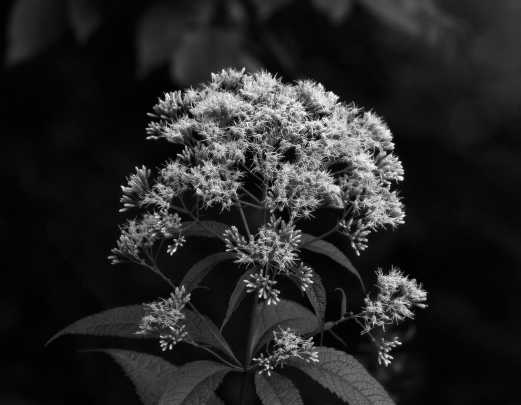 Wildflower nature photo of Joe-Pye Weed, near Winona, Minnesota, black and white