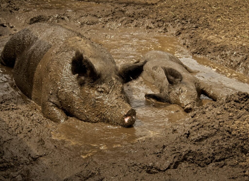 Pigs bathing in mud, Oliver Kelley Farm, Minnesota