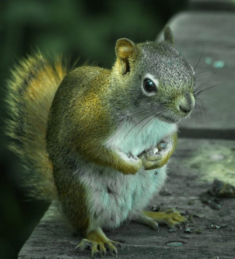 Eastern grey squirrel, Savanna Portage State Park, Minnesota