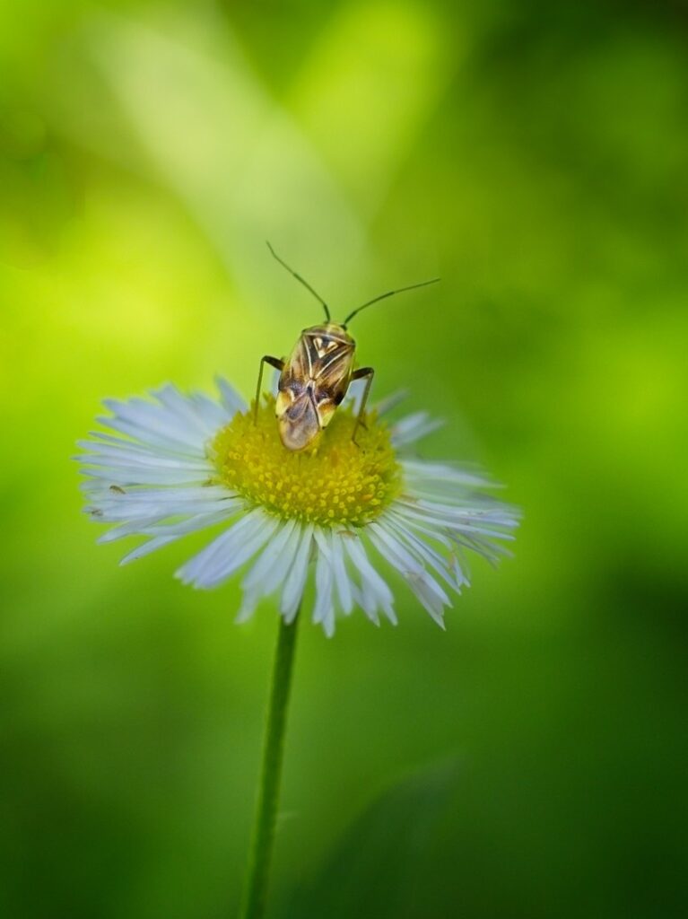 Nature photograph, macro, flow and insect, fleabane, Whitewater State Park Minnesota