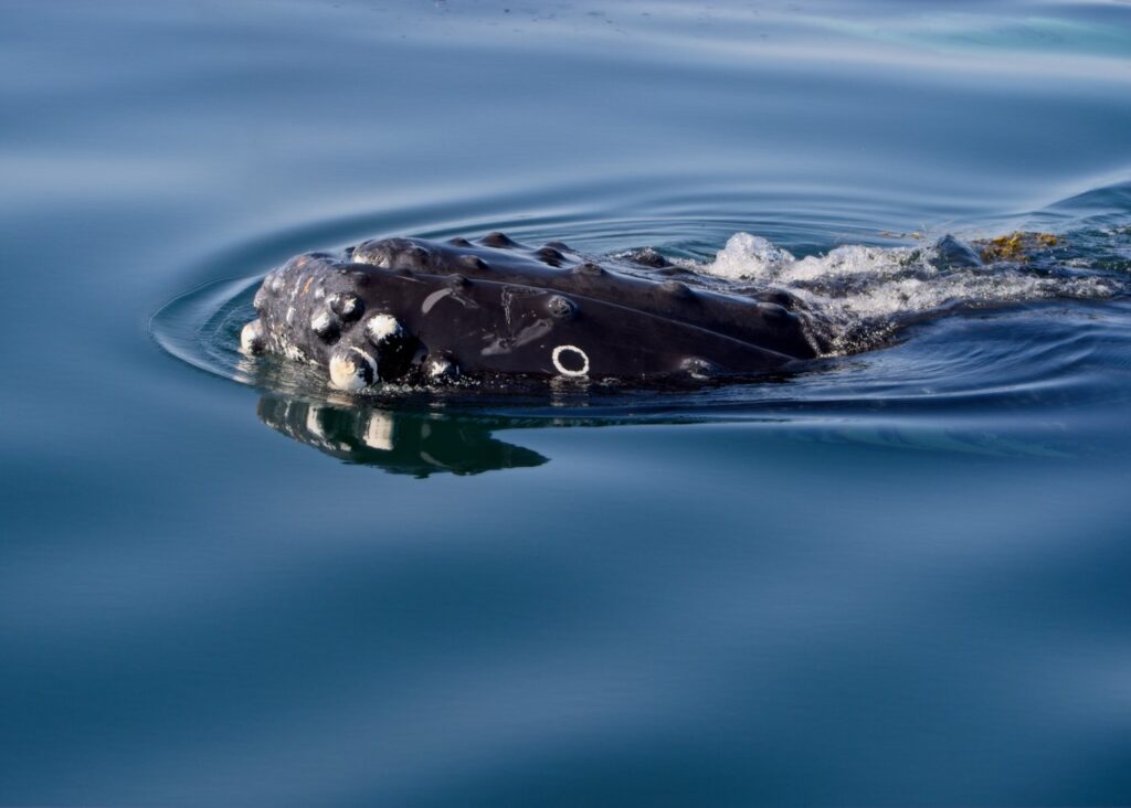 Close-up photo at sea of humpback whale head and eye watching the whale watchers, Digby Neck, Nova Scotia, Canada, Cruise from Briar Island