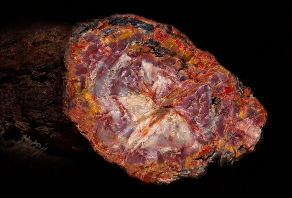 Petrified Log Cross Section, Petrified Forest National Park, Arizona