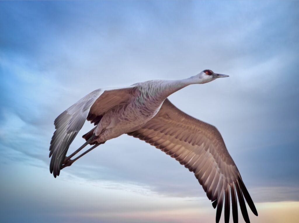 sandhill cranes, birds, birds in flight, New Mexico Southwest, micro four-thirds, Bernardo Wildlife Area