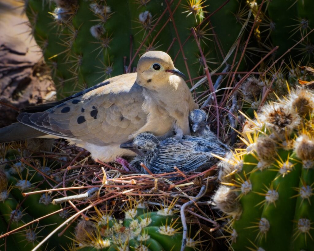 Mourning Dove with nestlings nesting in Big Bertha Torch Cactus (Argentine Giant), Las Cruces, New Mexico, April 2024