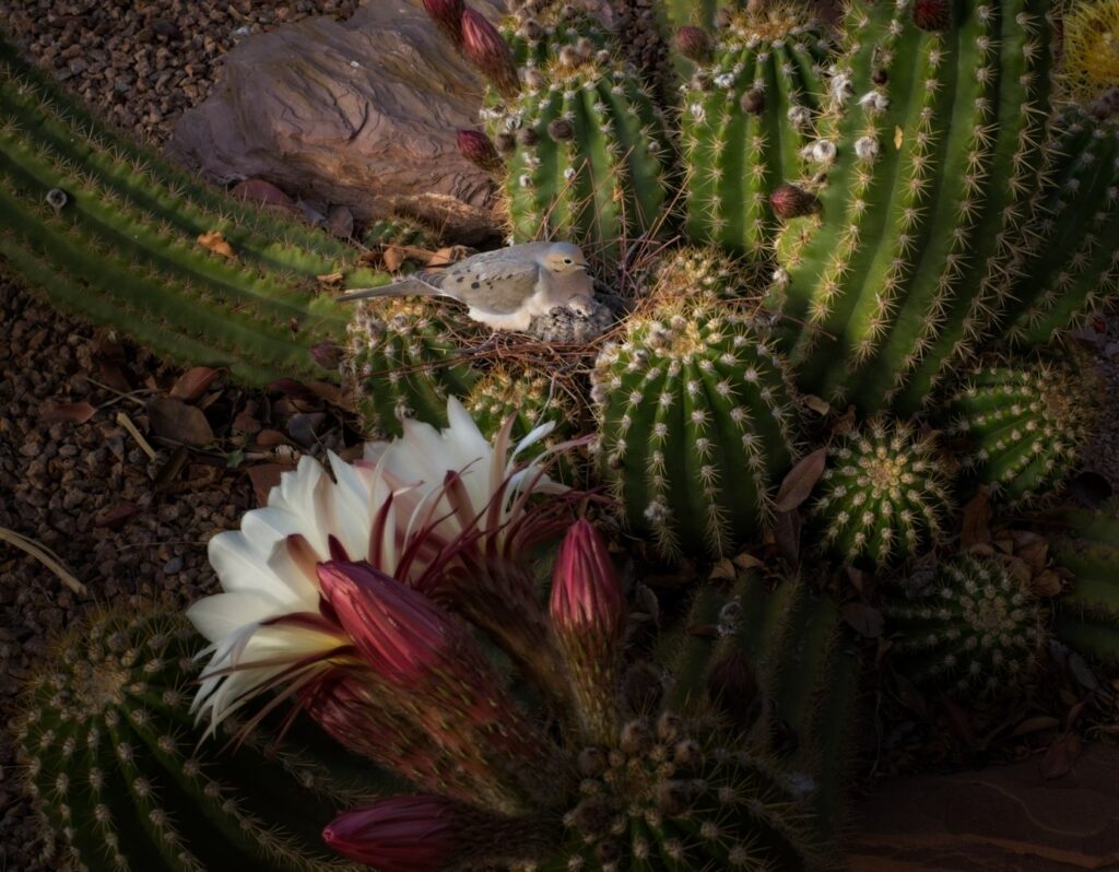 Mourning Dove with nestling nesting in Big Bertha Torch Cactus (Argentine Giant), Las Cruces, New Mexico,April 1, 2024