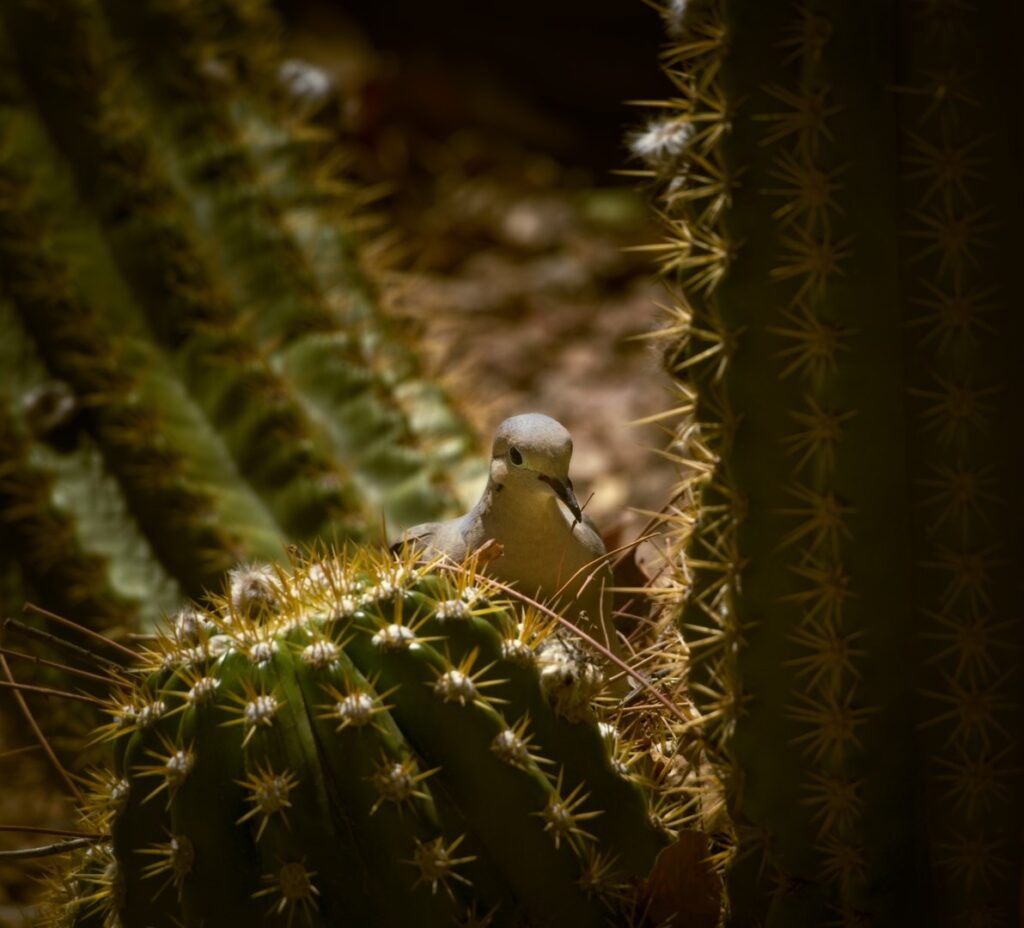 Mourning Dove nesting in Big Bertha Torch Cactus (Argentine Giant), Las Cruces, New Mexico ,March 2024