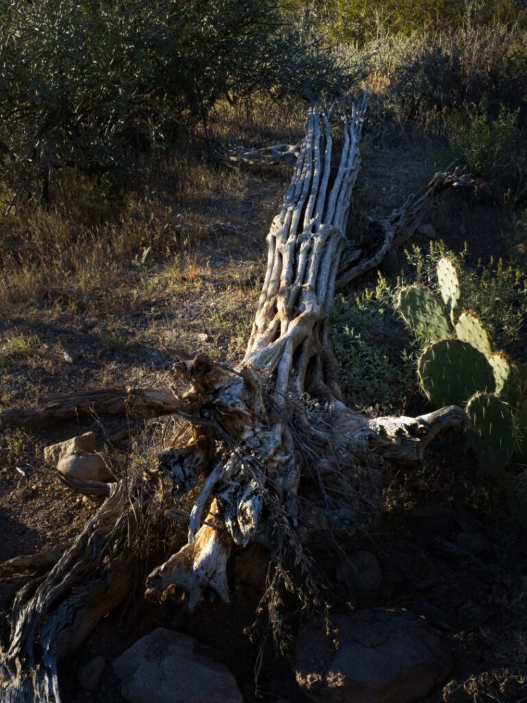 Saguaro National Park West, Arizona; saguaro skeleton