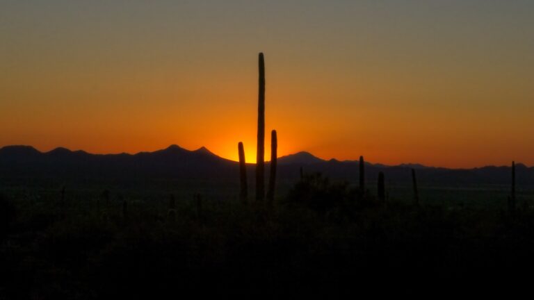 Saguaro at sunset, Saguaro National Park West, Arizona