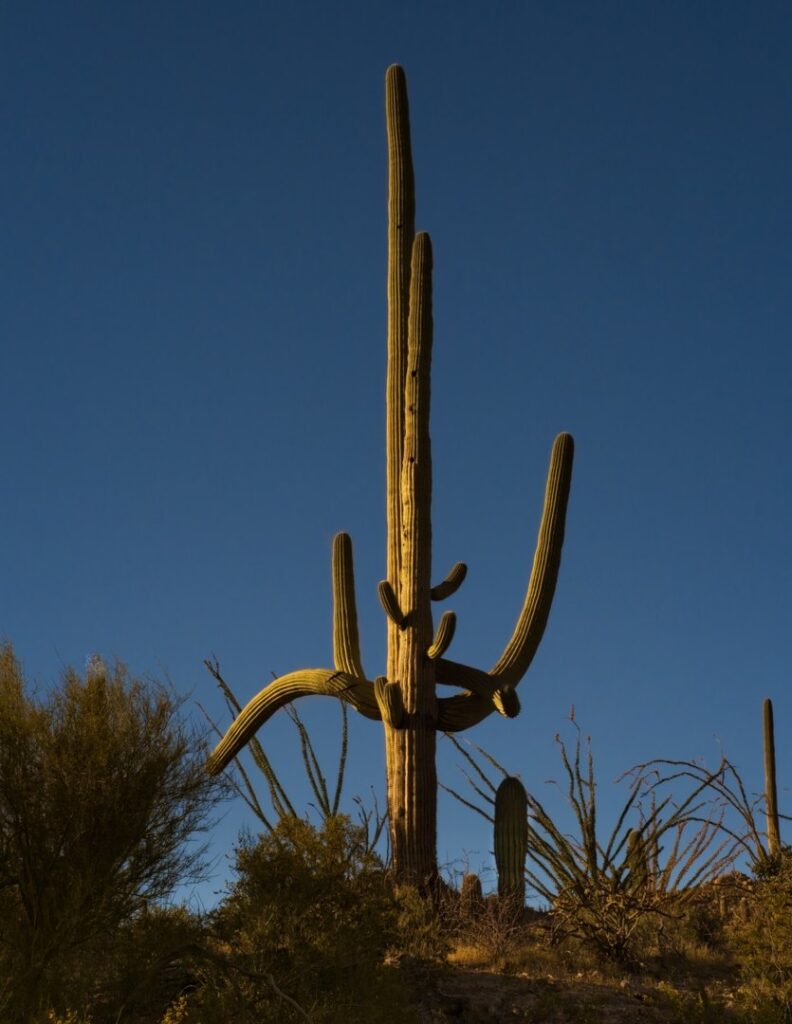 Saguaro cactus, Saguaro National Park West, Arizona