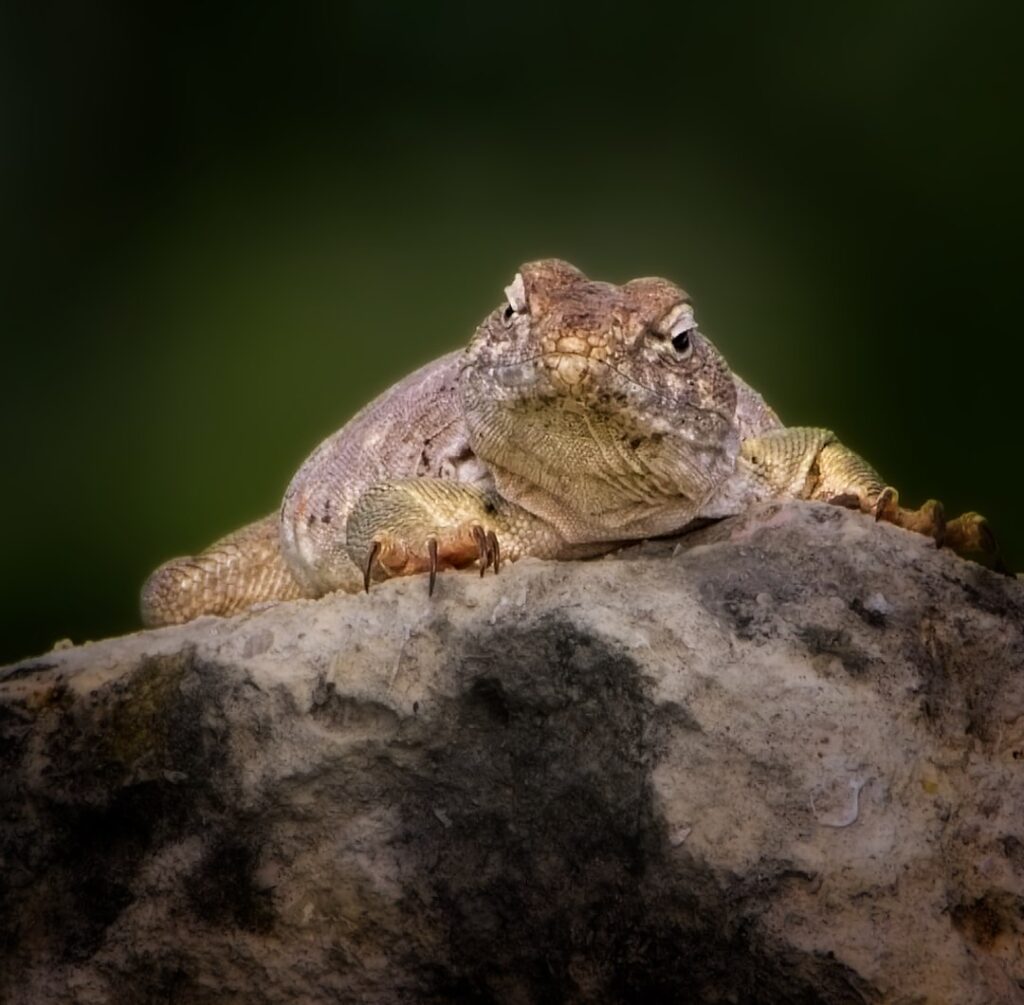 Eastern Collared Lizard, Marion, Kansas, native prairie wildlife