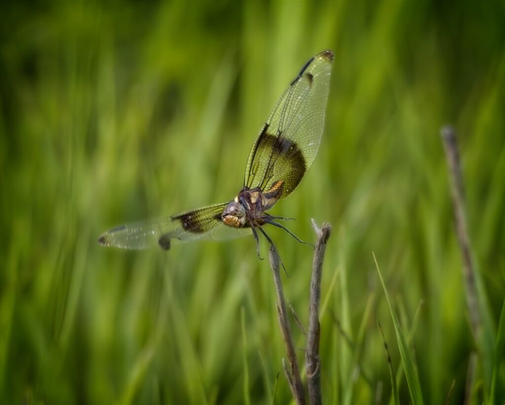 Dragonfly, lake at Marion, Kansas, flying insects