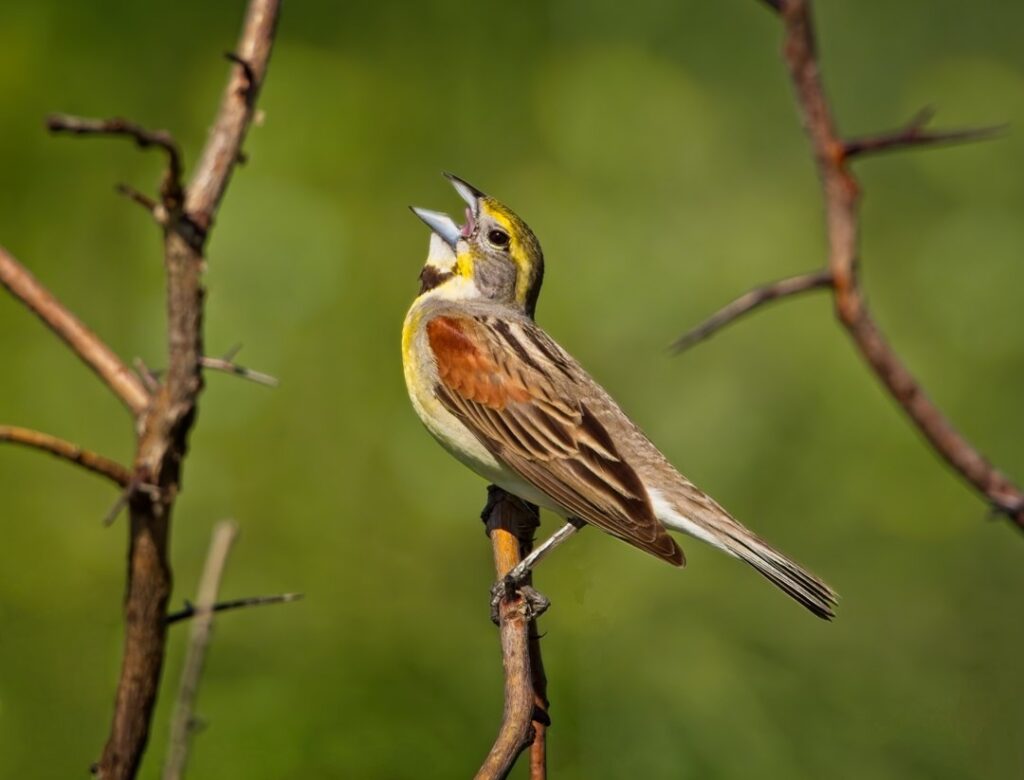 Dickcissel, bird singing, Tallgrass Prairie National Preserve, Kansas, birdsong, hiking,