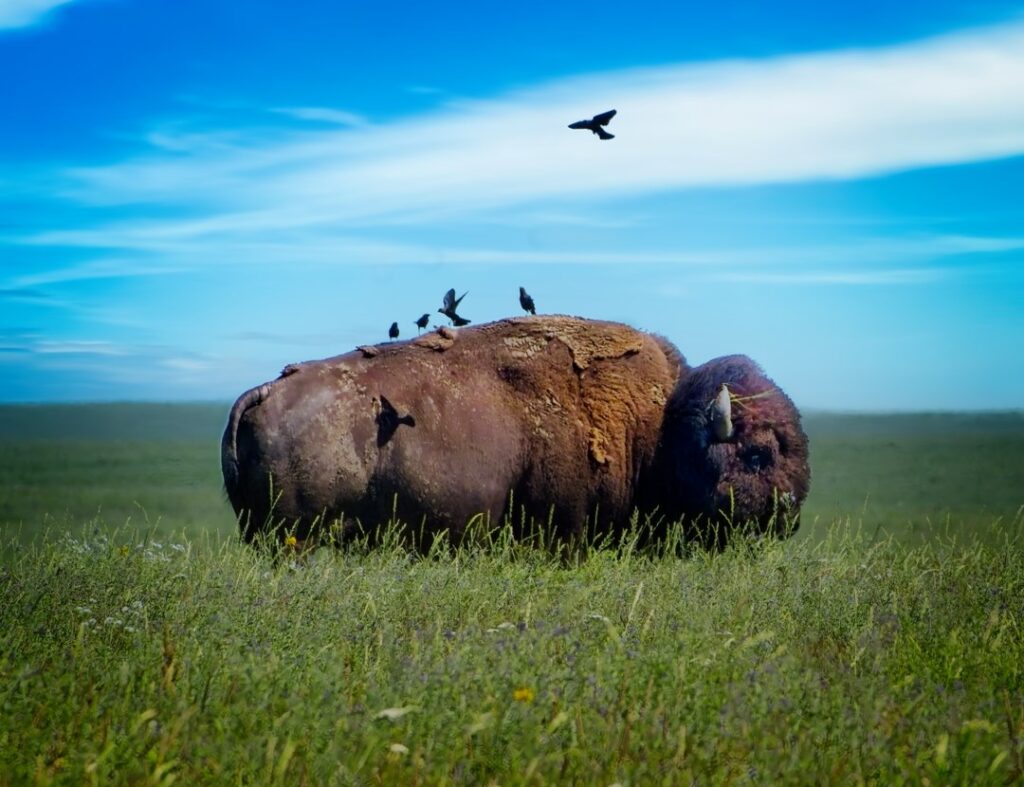 Bison, Tallgrass Prairie National Preserve, Kansas, bison with birds, hiking, native prairie wildlife,