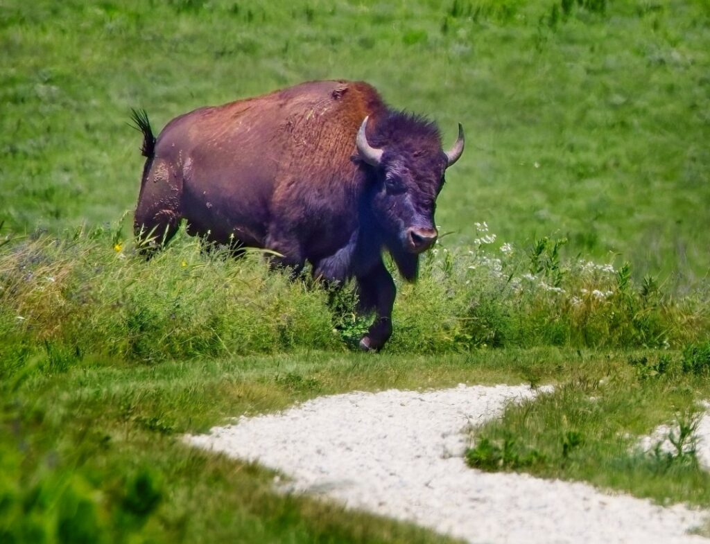 Bison, Tallgrass Prairie National Preserve, Kansas, native prairie wildlife, hiking