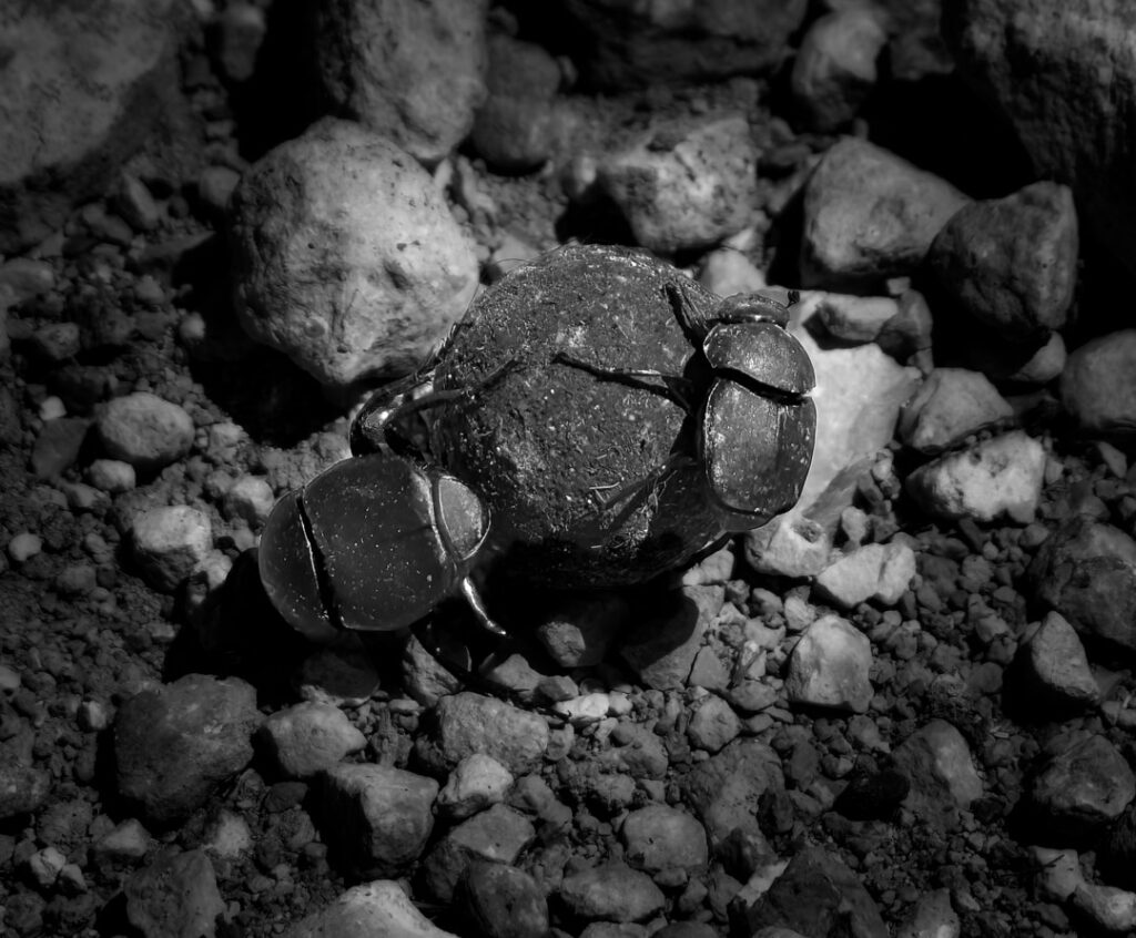 Dung Beetles, Tallgrass Prairie National Preserve, Kansas, prairie insects,