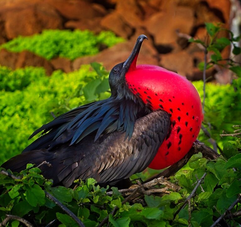 Magnificent Frigatebird on North Seymour Island Galapagos, male frigatebird courtship display, Galapagos bird life