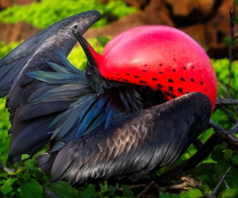 Magnificent frigatebirds on North Seymour Island Galapagos, Galapagos seabirds, birds of the Galapagos, Galapagos wildlife