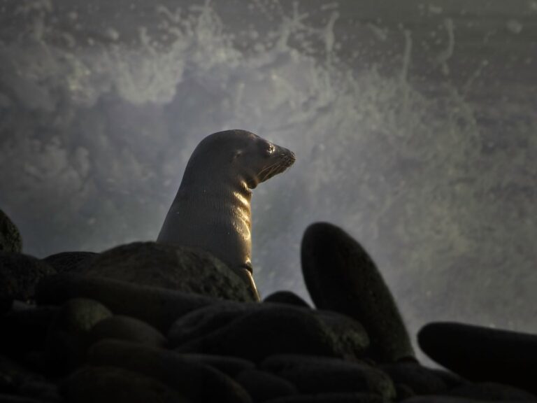 Galapagos sea lion, nature photography, Galapagos wildlife, sea lion and surf on North Seymour Island