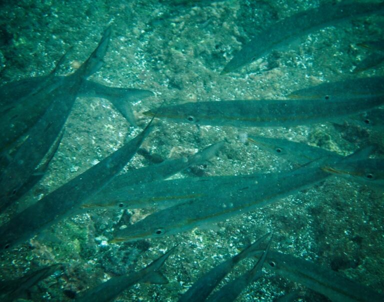 Underwater photography, fishes at Bartolome Island Galapagos