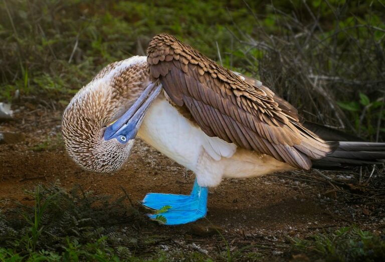 Blue-footed Booby, Galapagos birds, Galapagos seabirds, blue beaked birds, Galapagos Islands wildlife