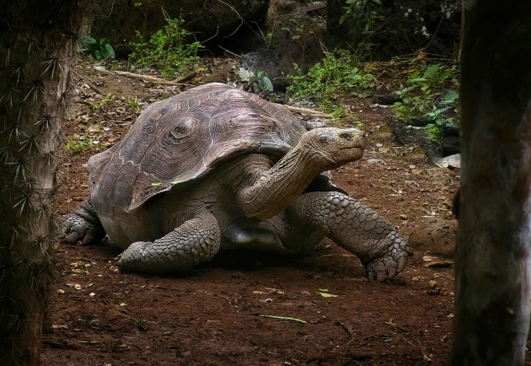 Spingarn nature photography, wildlife photography, Galapagos photography, Galapagos giant tortoise, Galapagos Islands wildlife, Galapagos reptiles, Cerro Colorado Tortoise Reserve