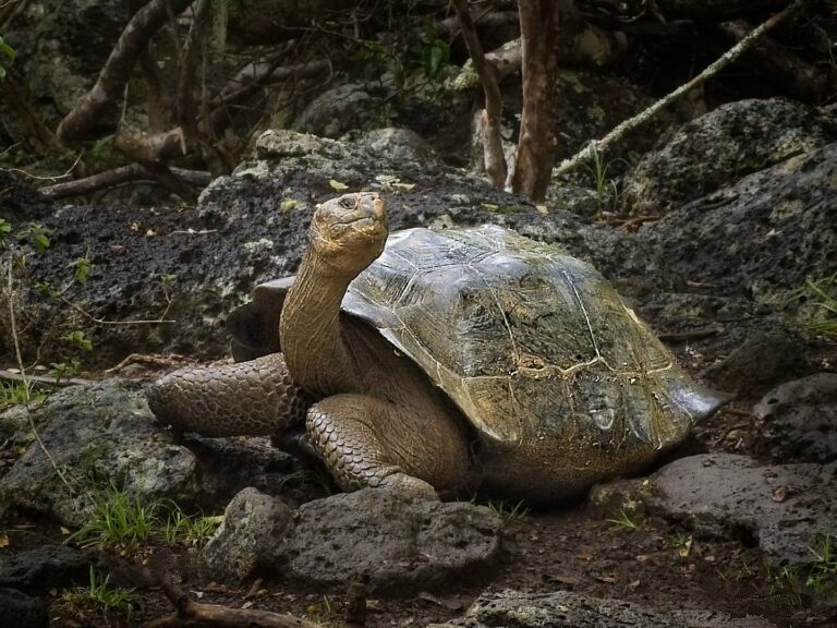 Galapagos tortoises, giant tortoise, Galapagos Islands wildlife, Galapagos reptiles, Cerro Colorado Tortoise Reserve