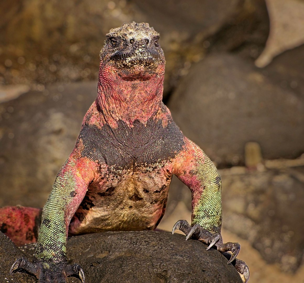 Spingarn nature photography, wildlife photography, Galapagos photography, Marine iguana, Galapagos Islands reptiles, Espanola Island marine iguana colony, wildlife photography