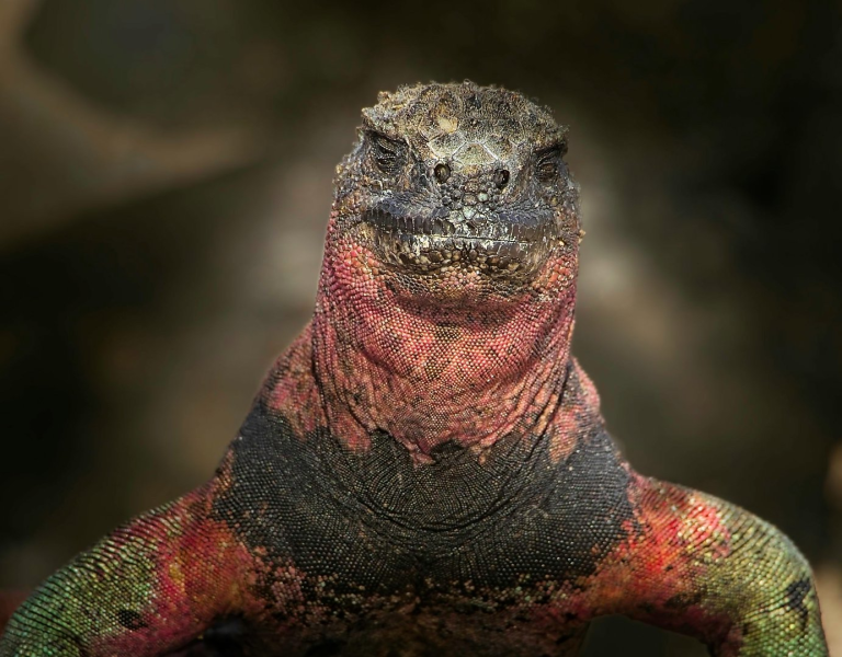 Spingarn nature photography, wildlife photography, Galapagos photography, Marine iguana, Galapagos Islands reptiles, Espanola Island marine iguana colony, wildlife photography