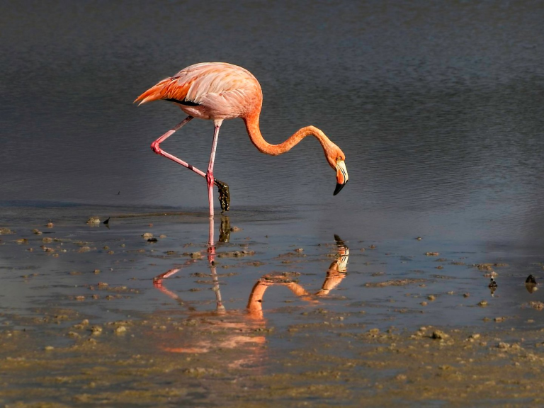 Spingarn nature photography, wildlife photography, Galapagos photography, tropical bird photo, Galapagos flamingo on Floreana Island
