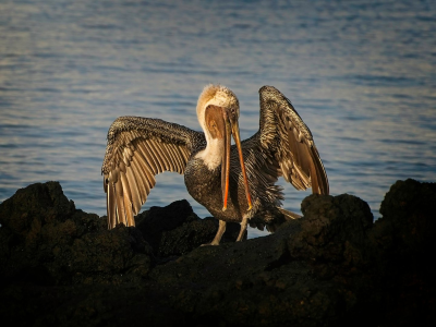 Exploring the Galapagos Islands–Part Three