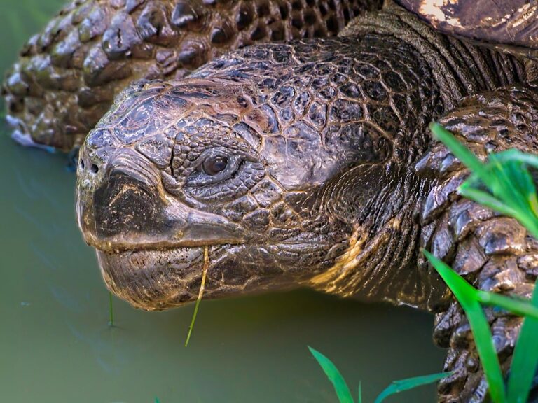 Spingarn nature photography, wildlife photography, Galapagos photography, Galapagos giant tortoise, reptile photograph, tortoises