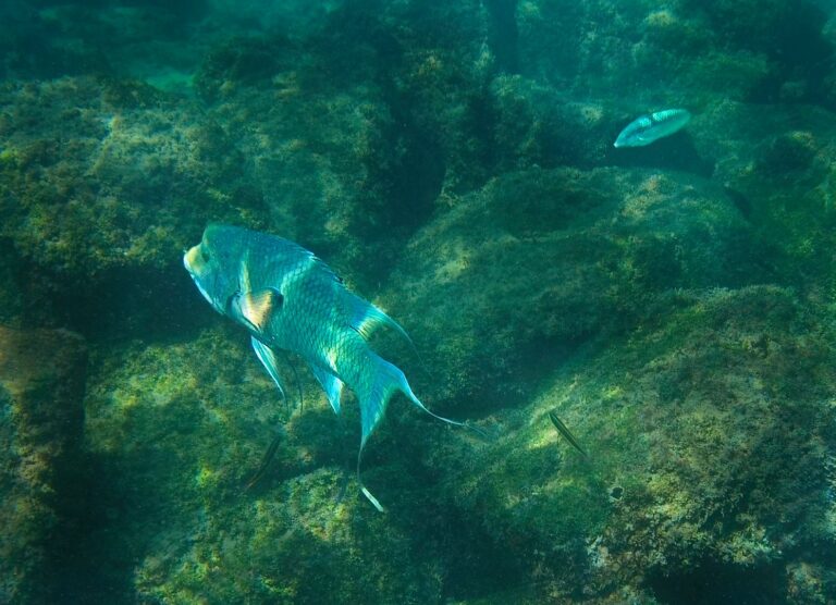Spingarn nature photography, wildlife photography, Galapagos photography, underwater photography, Galapagos reef fish, Mexican hogfish off Floreana Island