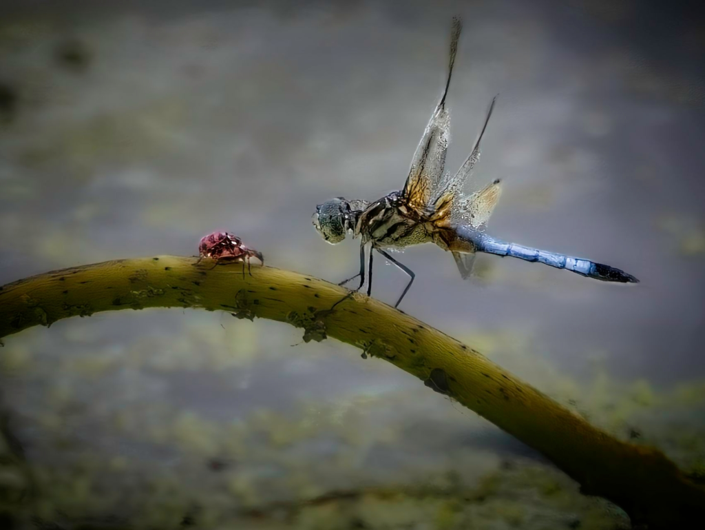 Blue dasher dragonfly, dragonfly photography, Minnesota insects, Wisconsin insects, nature photography, insect close-up, Richard Spingarn photography, Spingarn Studio