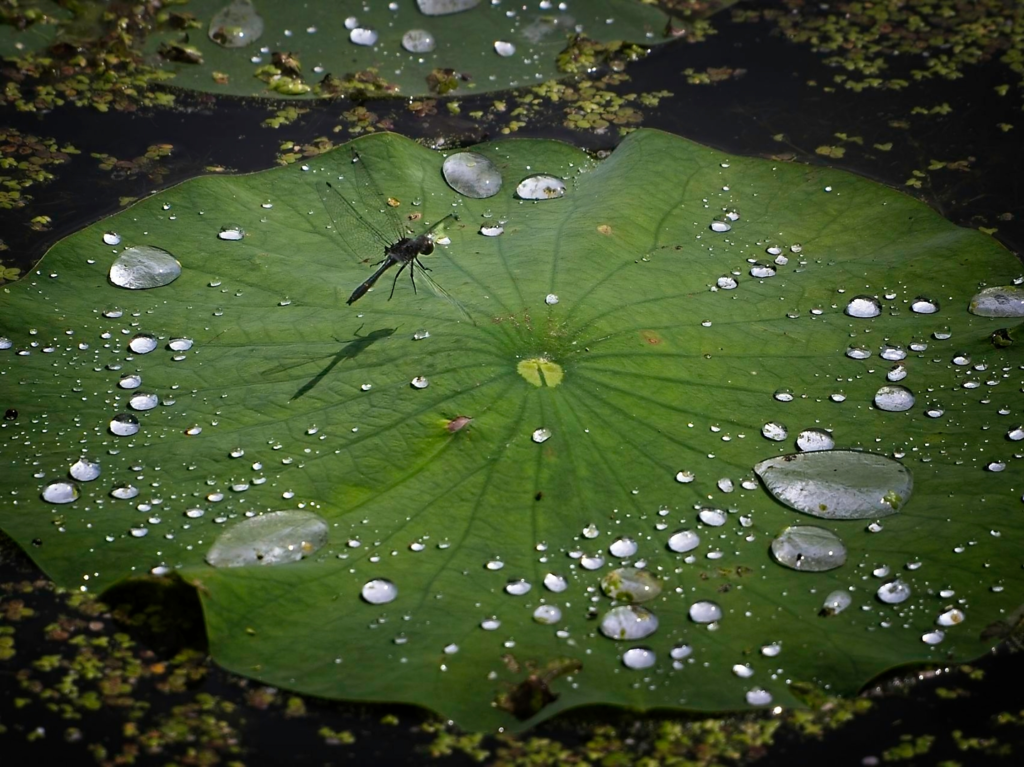 Dragonfly photography, Minnesota insects, Wisconsin insects, insect close-up, dragonfly on lily pad, floating lily pad; lotus pad; Minnesota lakes photography, Richard Spingarn photography, Spingarn Studio