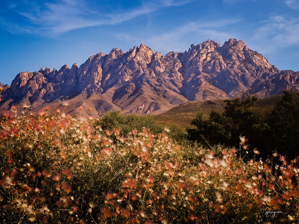 Apache Plume, Organ Mountains, New Mexico native plants, Southwest wild flowers, Sierra Vista Trail, Richard Spingarn photography, Spingarn Studio